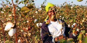 Dirigée par Prama Bhardwaj, la société britannique Mantis World soutient les fermes en conversion pour faire face à la crise du coton biologique.